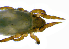 Nothridae