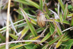 Stethaspis simmondsi