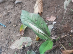 Spathiphyllum wallisii