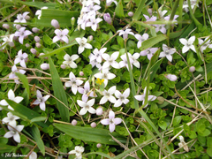 Oldenlandia salzmannii