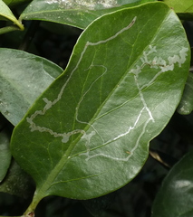 Phytomyza syngenesiae group