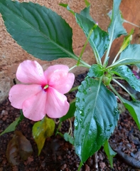 Impatiens walleriana image