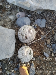 Epithelantha