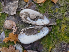 Unionidae