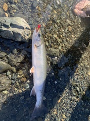 Salvelinus malma