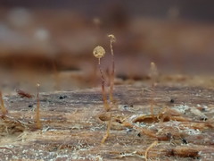 Cribraria microcarpa