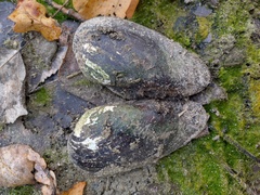 Unionidae