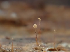 Cribraria microcarpa