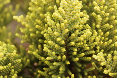 Veronica tetragona subsimilis