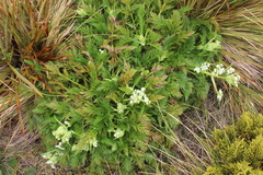 Aciphylla dissecta