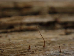 Cribraria microcarpa