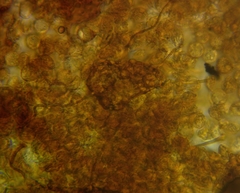 Cribraria microcarpa