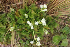 Aciphylla dissecta