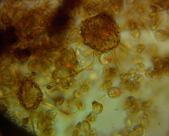 Cribraria microcarpa