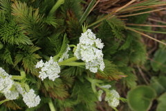 Aciphylla dissecta