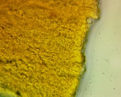 Cribraria microcarpa