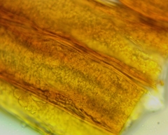 Cribraria microcarpa