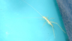 Oecanthus leptogrammus