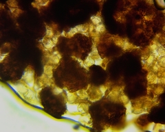 Cribraria microcarpa