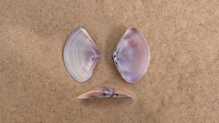 Austromactra contraria