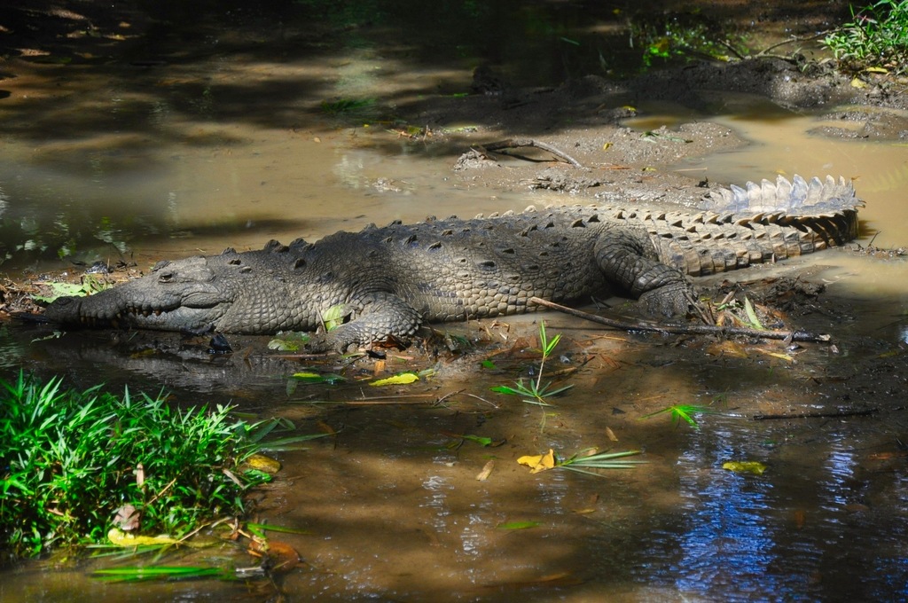 American Crocodile in January 2009 by Pacho Gutierrez · iNaturalist