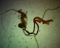 Cribraria microcarpa