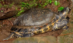 Trachemys venusta