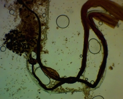 Cribraria microcarpa