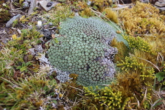 Vegetable Sheep (Raoulia rubra)