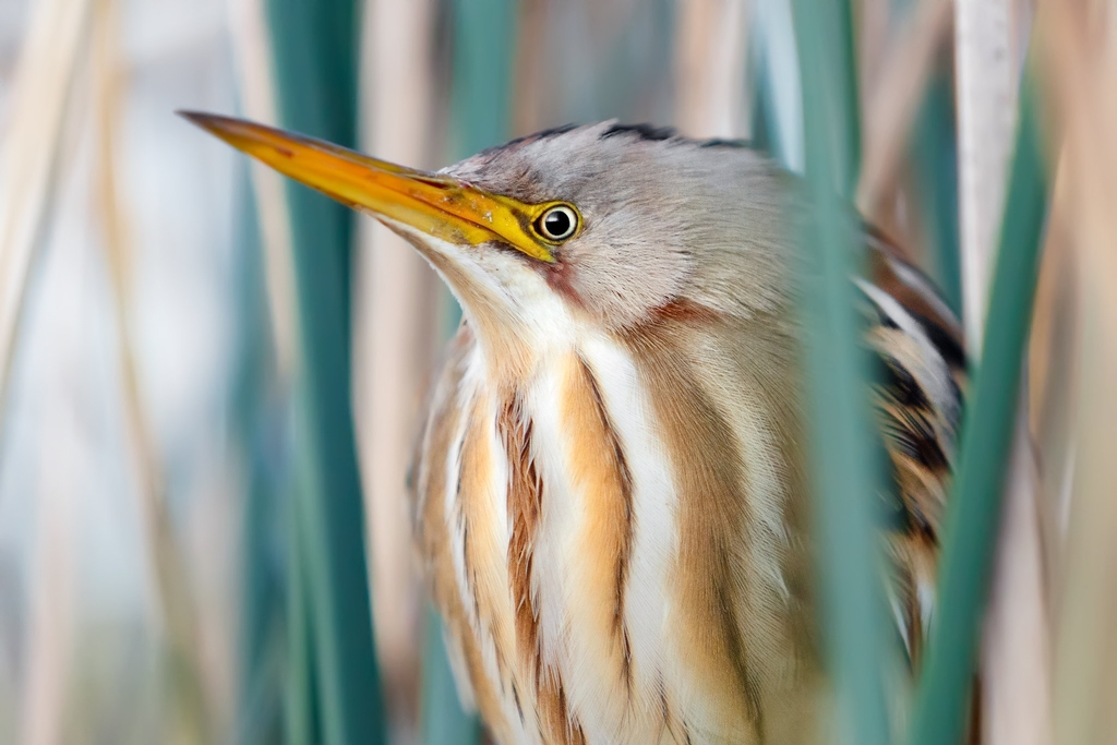 Stripe-backed Bittern photo