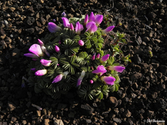 Oxalis adenophylla
