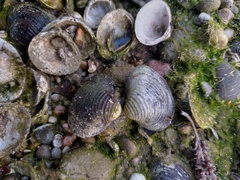Corbicula