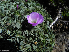 Oxalis adenophylla