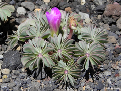 Oxalis adenophylla