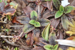 Plantago unibracteata