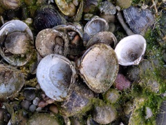 Corbicula
