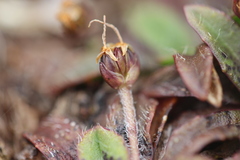 Plantago unibracteata