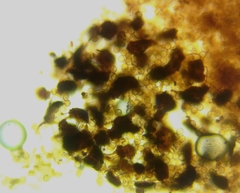 Cribraria microcarpa