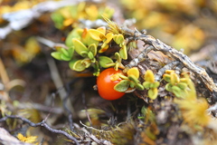 Coprosma perpusilla perpusilla