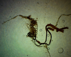 Cribraria microcarpa