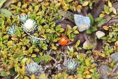 Coprosma perpusilla perpusilla