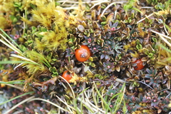 Coprosma perpusilla perpusilla