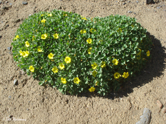 Oxalis cinerea