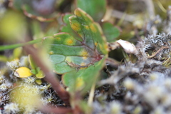 Ranunculus verticillatus (Ranunculus verticillatus)