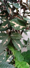 Graptophyllum