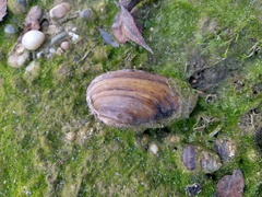 Unionidae