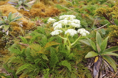Aciphylla dissecta