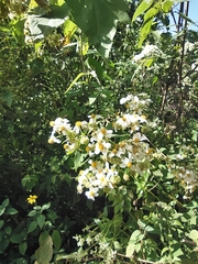 Montanoa tomentosa