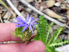 Perezia pedicularidifolia