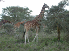 Giraffa camelopardalis rothschildi